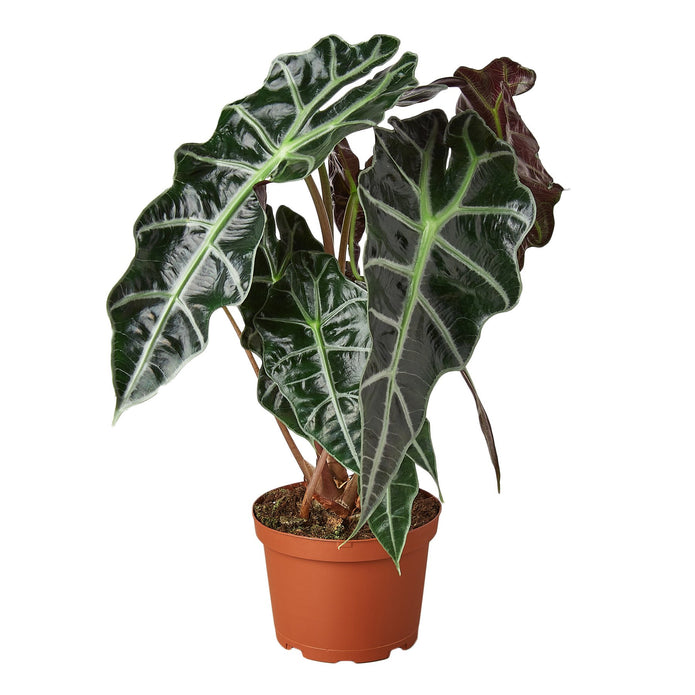 Exotic Elephant Ear Alocasia - African Mask Plant for Vibrant Indoor Decor Green Memento