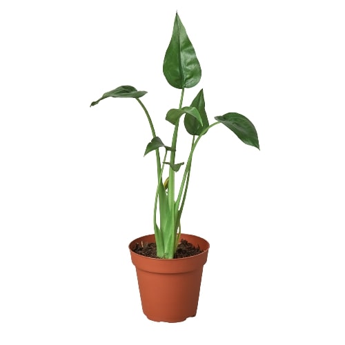 Alocasia Tiny Dancer - Exotic Elegance with African Mask, Amazonica, Polly Charm Green Memento
