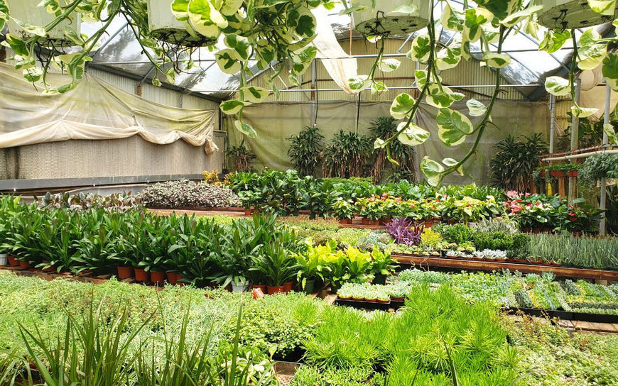 Indoor Plants Premium Subscription Box - Elevate Your Space with Two 6" Houseplants Green Memento