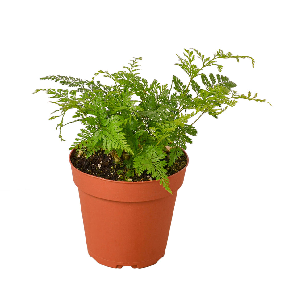 Rabbit's Foot Fern - Lush & Unique Houseplant for Vibrant Greenery Green Memento