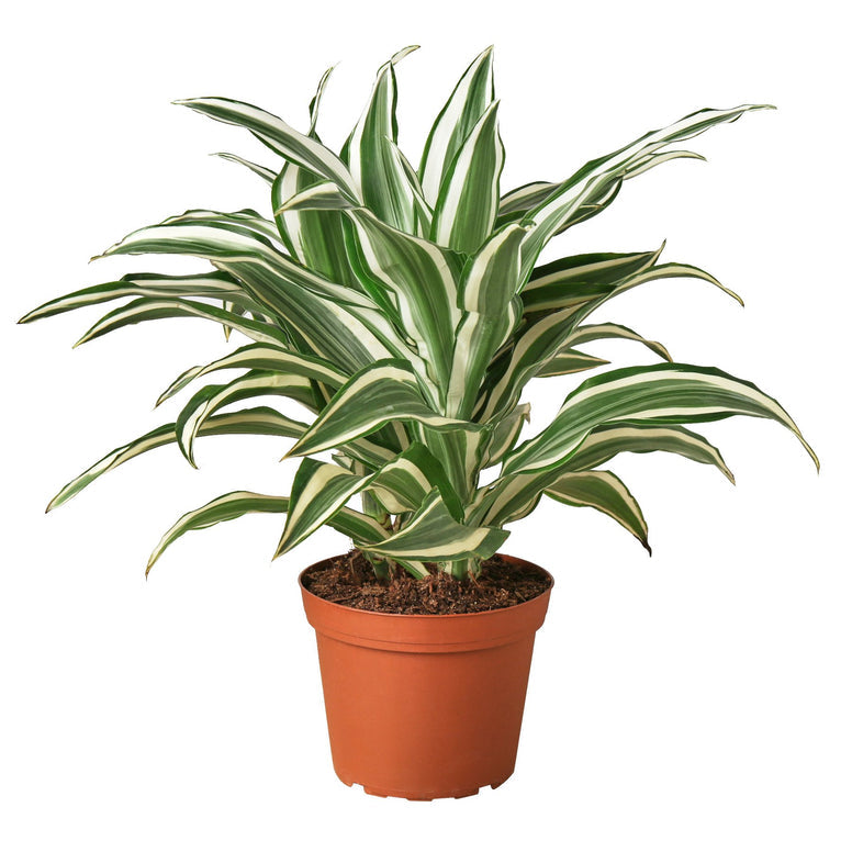 Dracaena White Jewel - Elegant Jewel Plant for Vibrant Indoor Greenery Green Memento