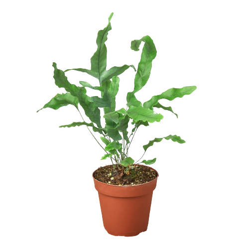 Thriving Blue Star Fern - Phlebodium Aureum for Vibrant Indoor Spaces Green Memento