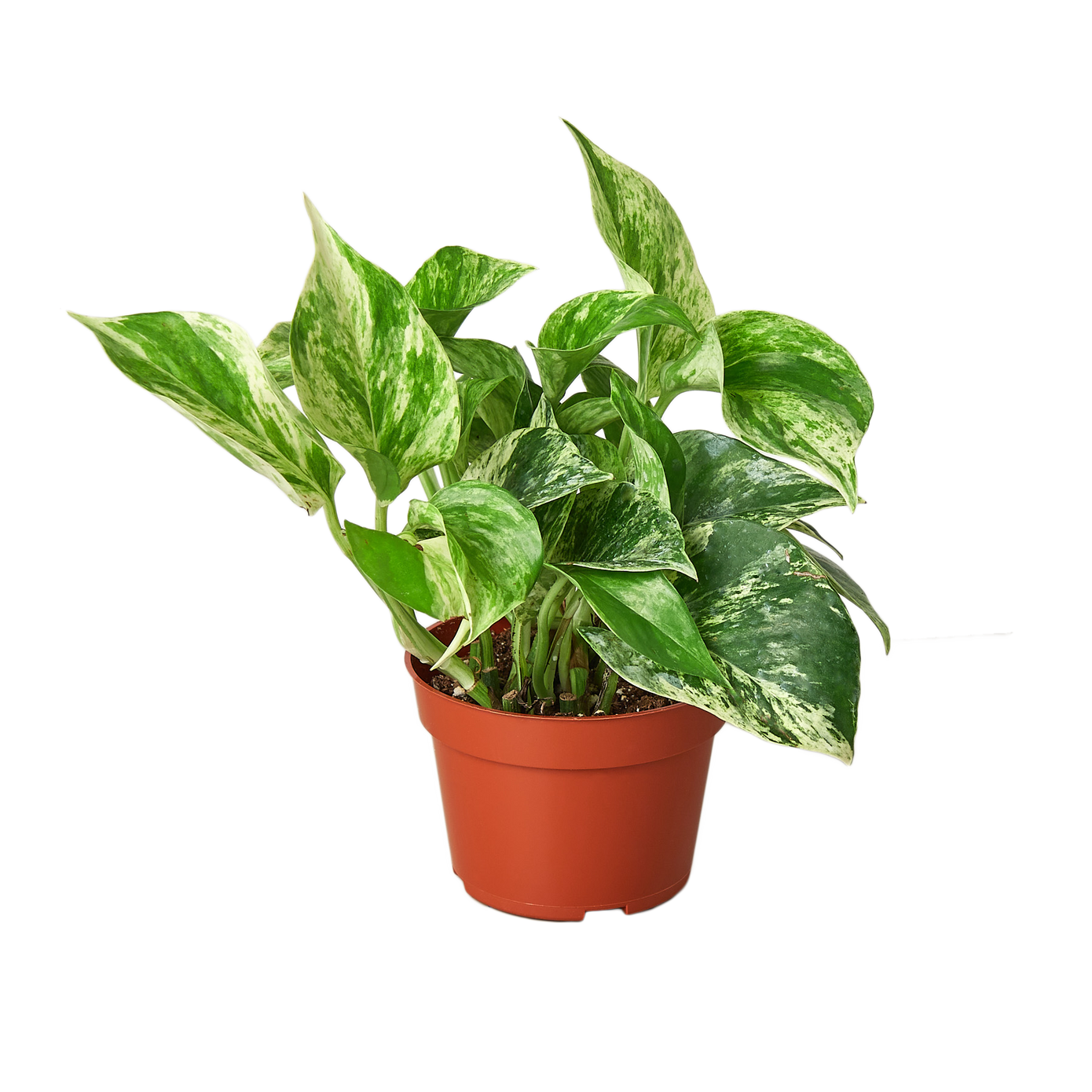 Marble Queen Variegated Pothos - Stunning White Foliage for Home Elegance Green Memento