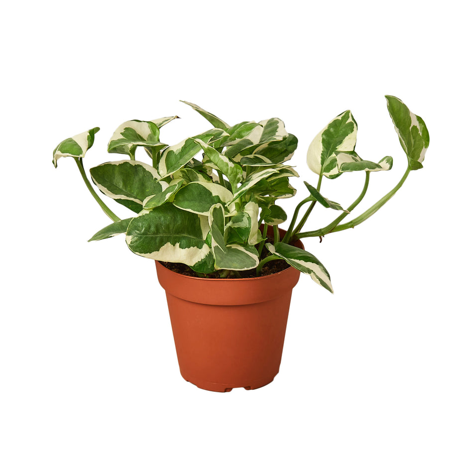 Pothos N'Joy: Stunning Variegated Pothos for Lush Indoor Decor Green Memento