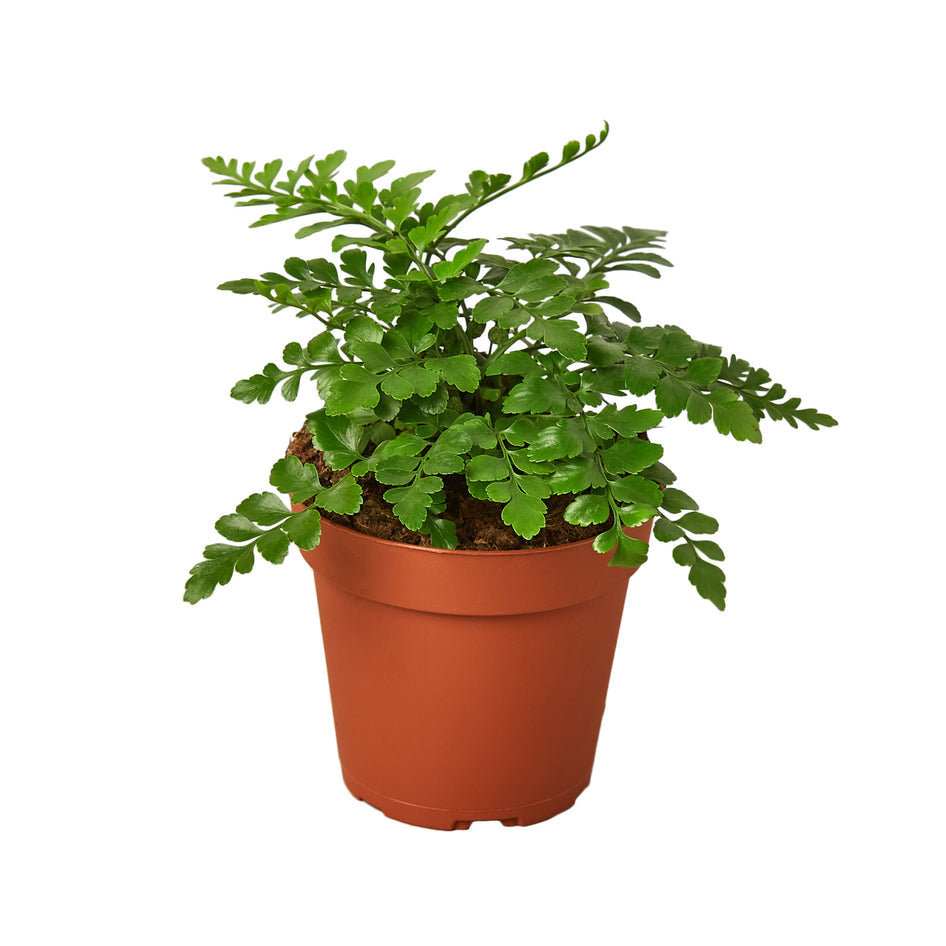 Lush Green Austral Gem Fern - Perfect Indoor Decor Plant Green Memento