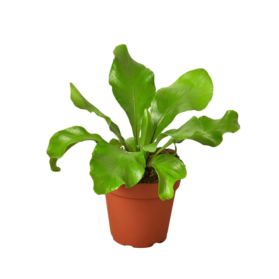 Fern - Nidus Bird's Nest Green Memento