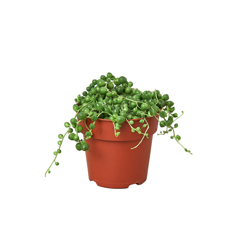 Rosary Vine Pearl Plant - Stunning Trailing Succulent for Elegant Spaces Green Memento