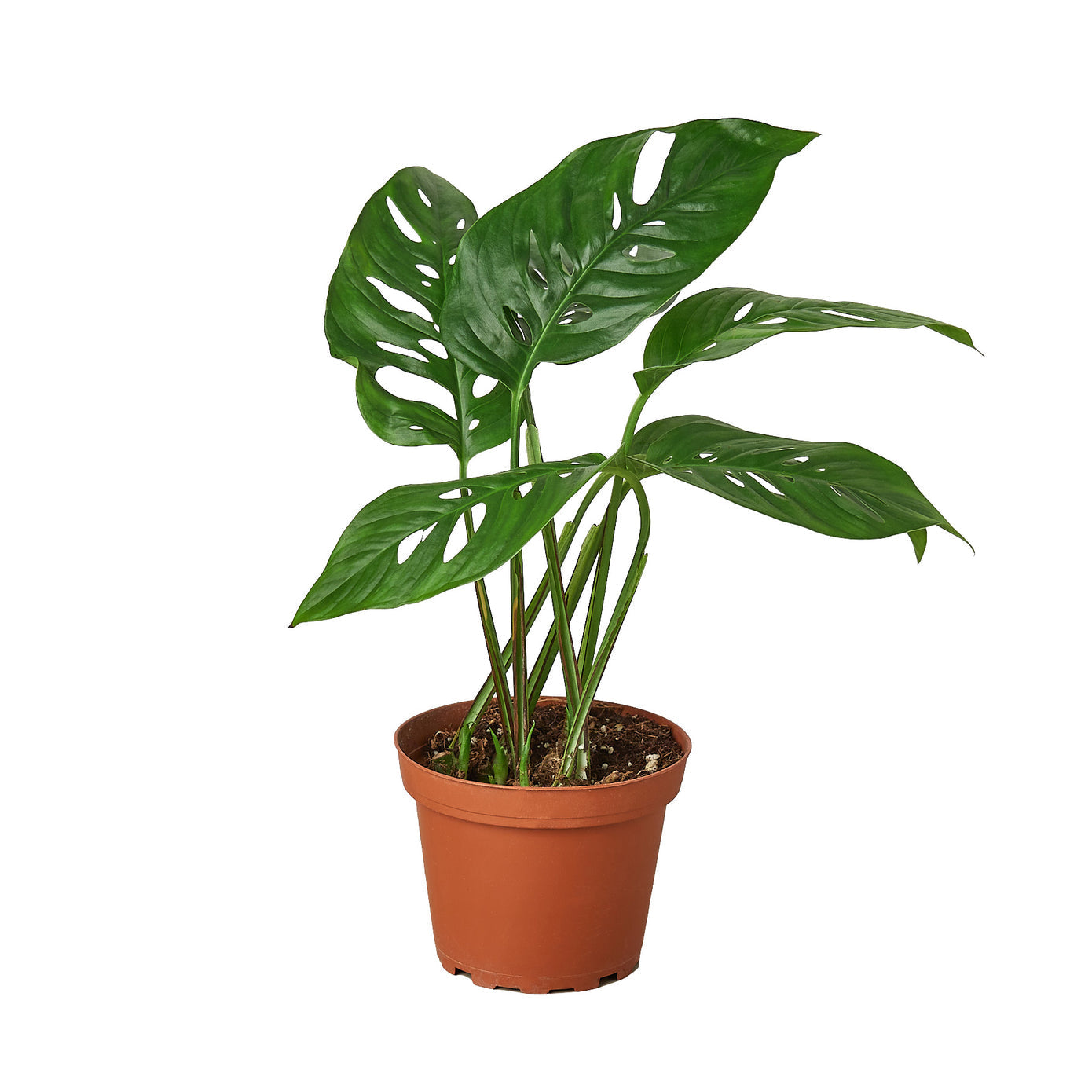 Monstera Deliciosa Swiss Cheese Plant - Stunning Monstera Adansonii for Lush Indoor Greenery Green Memento