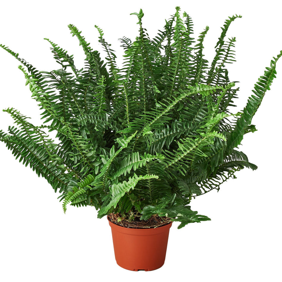 Jester's Crown Fern - Unique Houseplant Elegance Green Memento