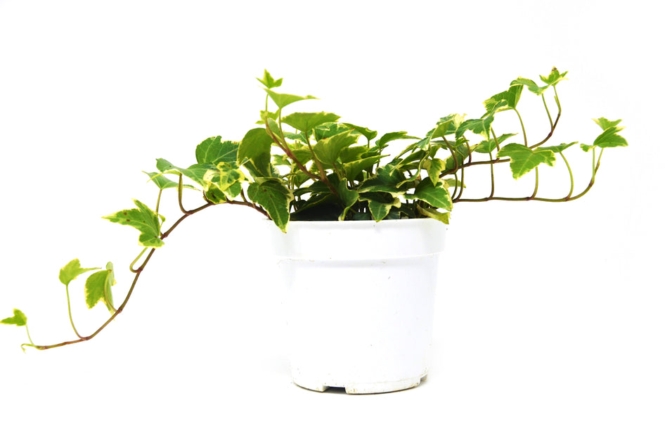 Eva English Ivy with FREE Care Guide - Perfect Indoor Plant Care Solution Green Memento