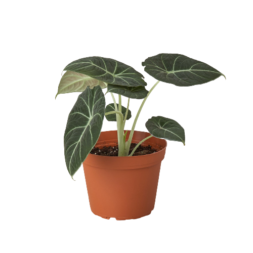 Alocasia - Black Velvet Green Memento