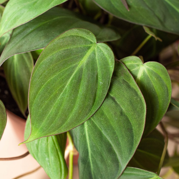 Velvet Heartleaf Philodendron - The Luxurious Sweetheart Plant Green Memento