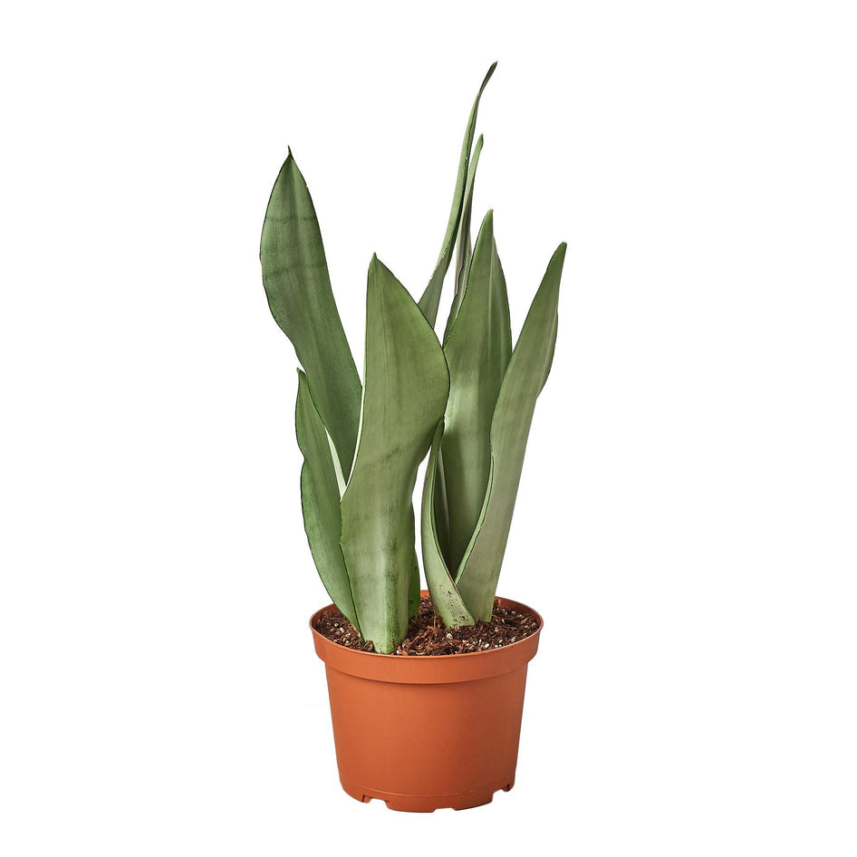 Moonshine Snake Plant - Elegant Air-Purifying Sansevieria for Modern Homes Green Memento
