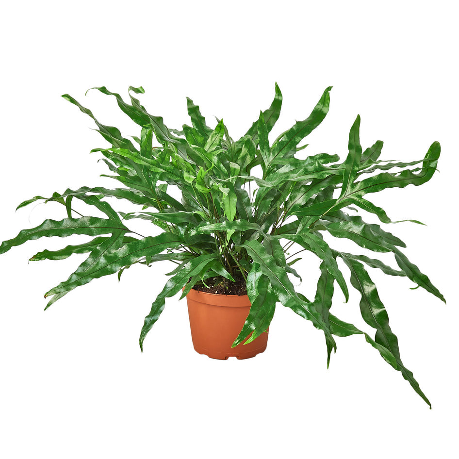Lush Kangaroo Paw Fern - Unique Kangaroo Foot Plant for Vibrant Home Décor Green Memento