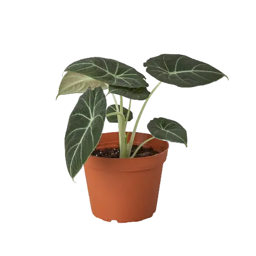 Alocasia Black Velvet - Exotic Velvet Leaf Plant for Lush Indoor Elegance Green Memento