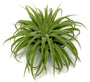 Hawaiian Spider Plant Green Memento