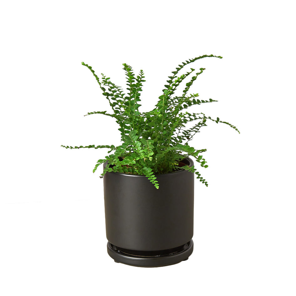 Vibrant Fern Collection: Lemon, Citrus, and Yellow Button Varieties for Lush Indoor Spaces Green Memento