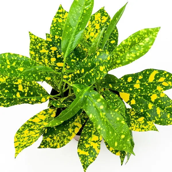 Vibrant Gold Dust Croton - Lush Golden Croton Plant for Stunning Indoor Decor Green Memento