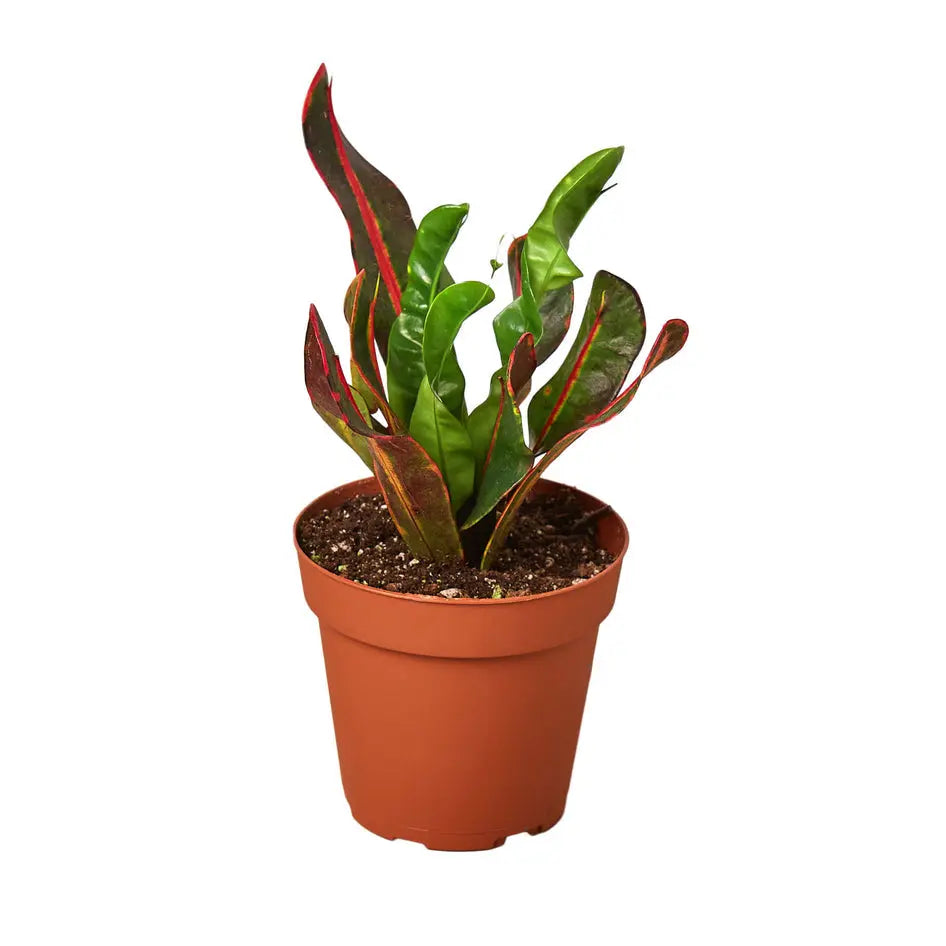 Vibrant Variegated Mammy Croton Plant - Perfect Indoor Croton for Colorful Décor Green Memento