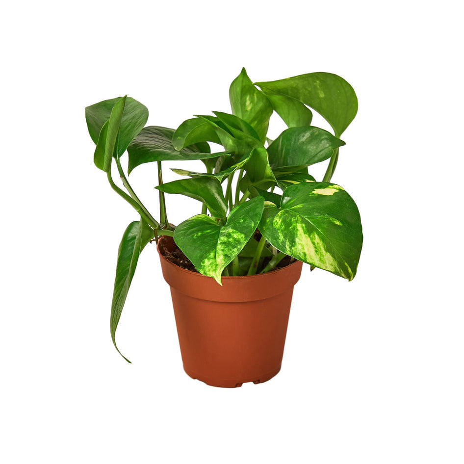 Lush Devil's Ivy Money Plant - Vibrant Golden Pothos for Indoor Elegance Green Memento