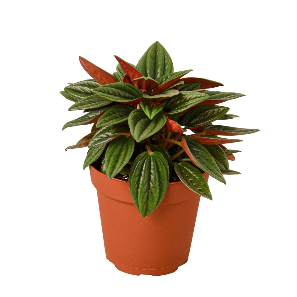 Vibrant Emerald Ripple Peperomia Rosso - Unique Rosso Peperomia for Lush Indoor Beauty Green Memento