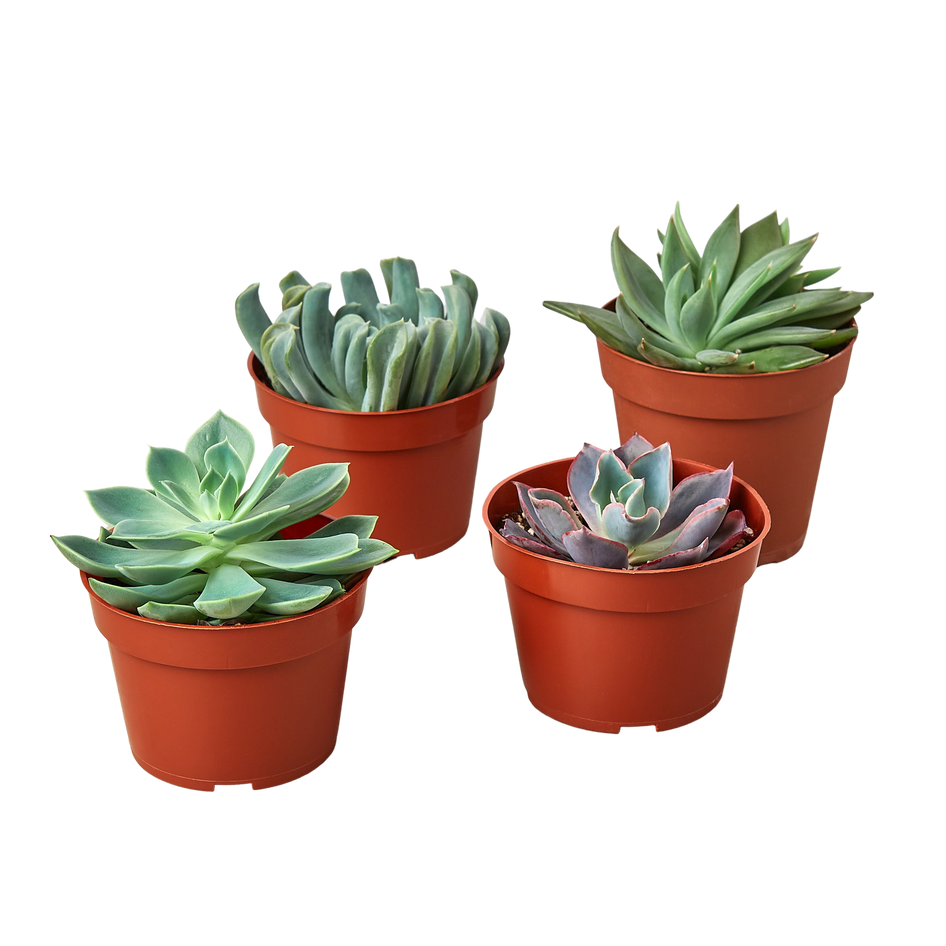 Vibrant 4" Echeveria Succulent Set - 4 Plant Bundle for Instant Greenery Green Memento