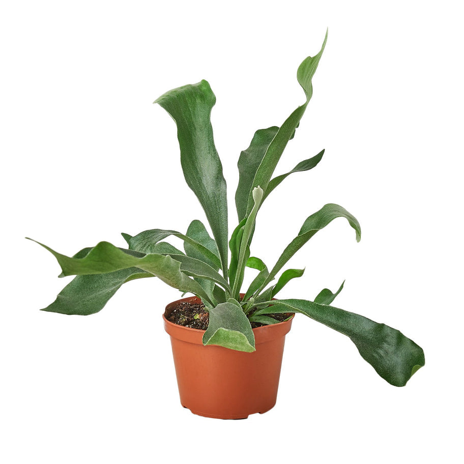 Exquisite Staghorn Plant - Premium Platycerium Elkhorn Fern for Unique Indoor Decor Green Memento