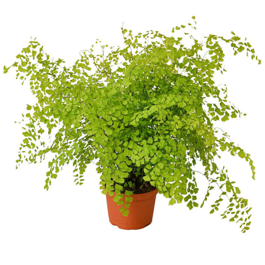 Fern Maidenhair: Lush Venus Hair Fern for Elegant Indoor Ambiance Green Memento