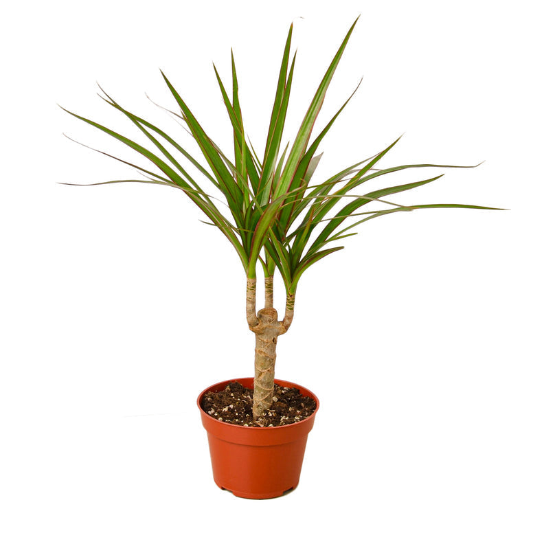 Dracaena Marginata Dragon Tree - Elegant Marginata Plant for Stylish Home Décor Green Memento