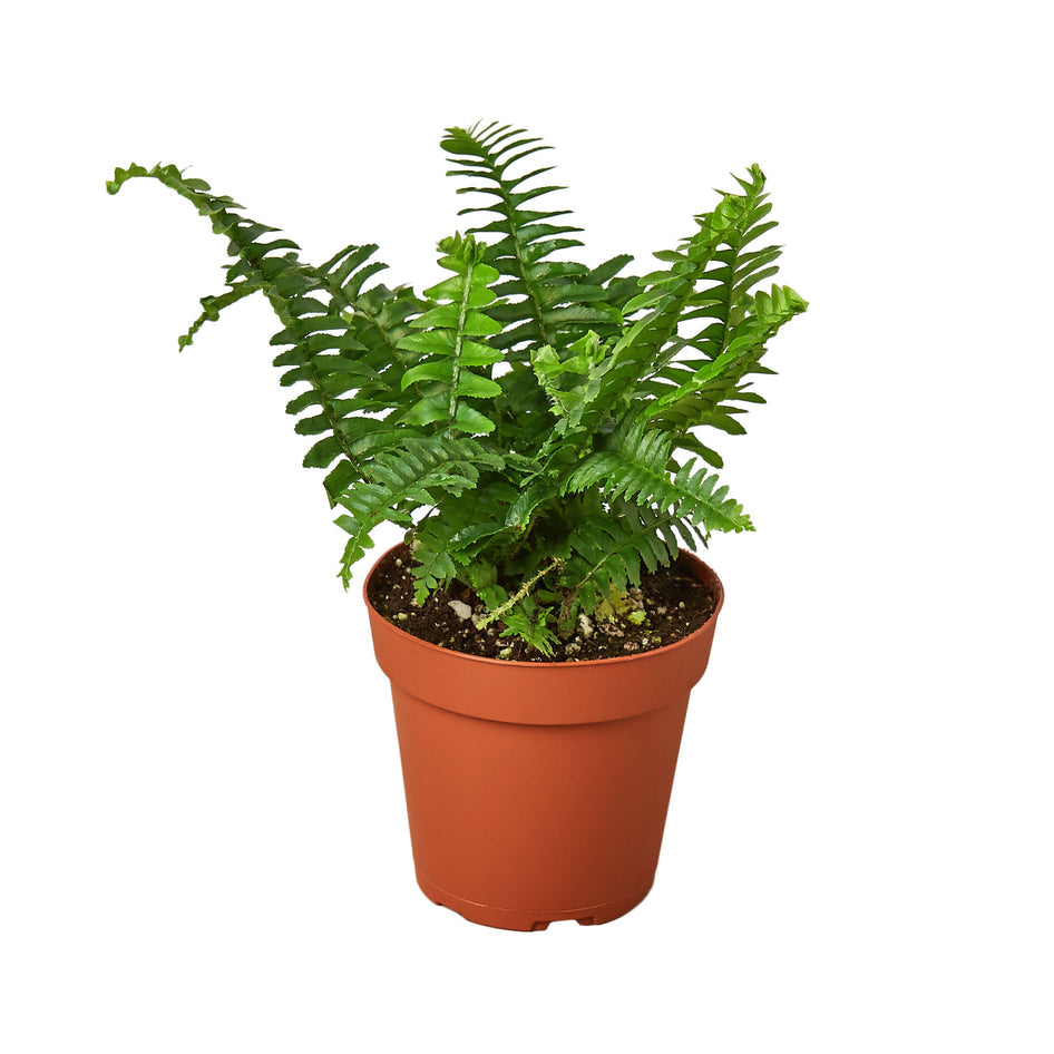 Lush Green 4" Ferns Duo - Perfect 2 Plant Bundle for Home Décor Green Memento