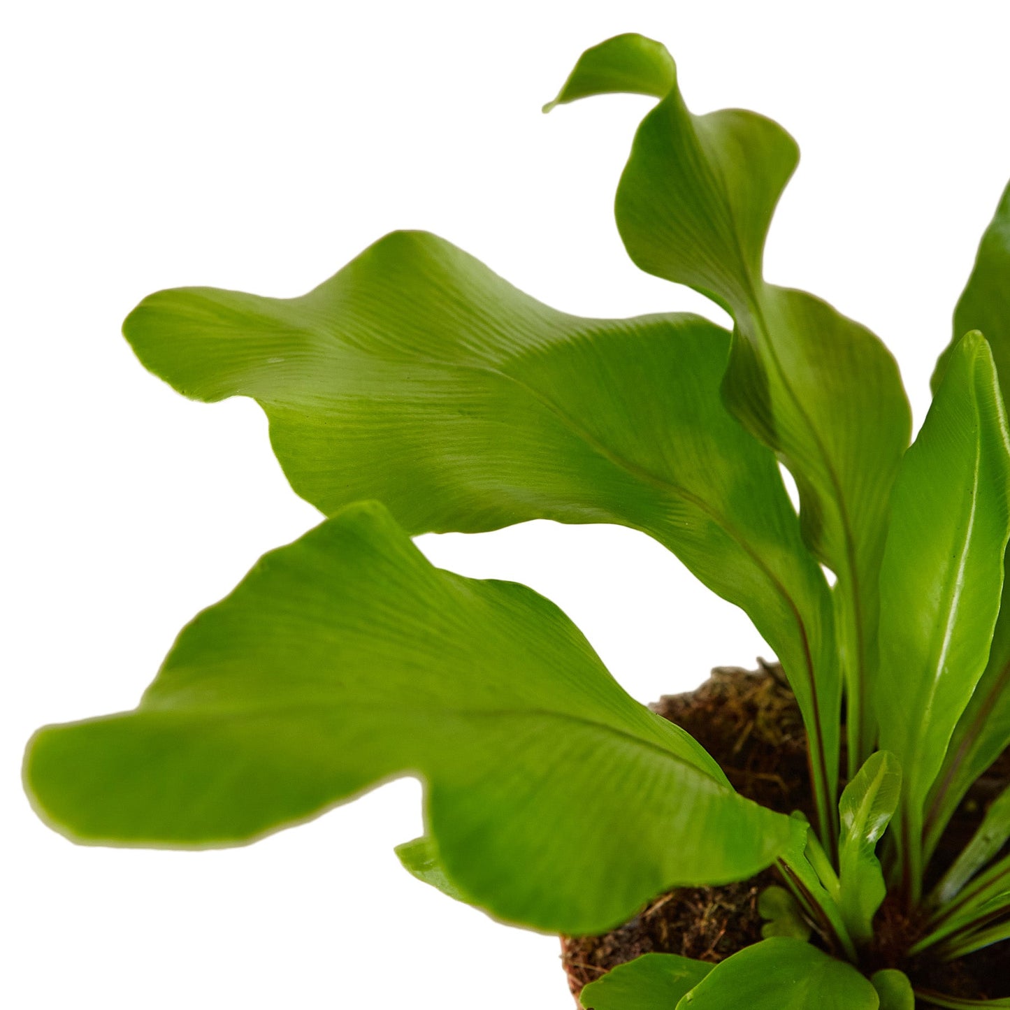 Fern - Nidus Bird's Nest Green Memento