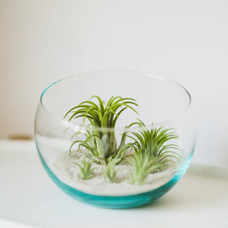 Air Plants