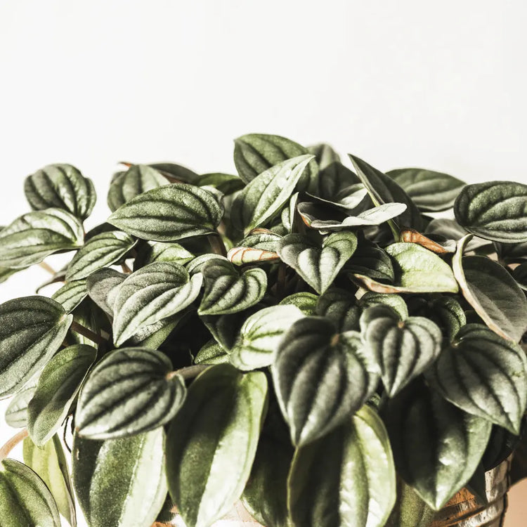 Peperomia