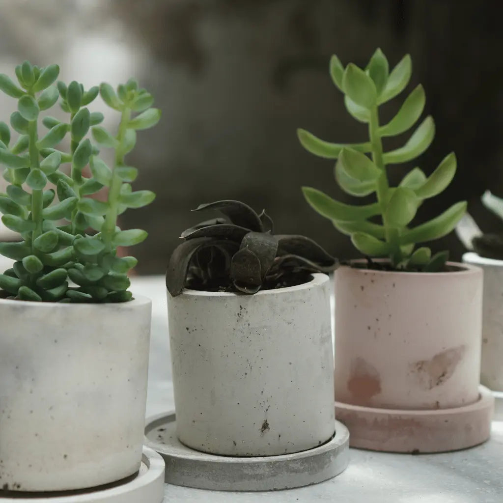 Pots & Planters