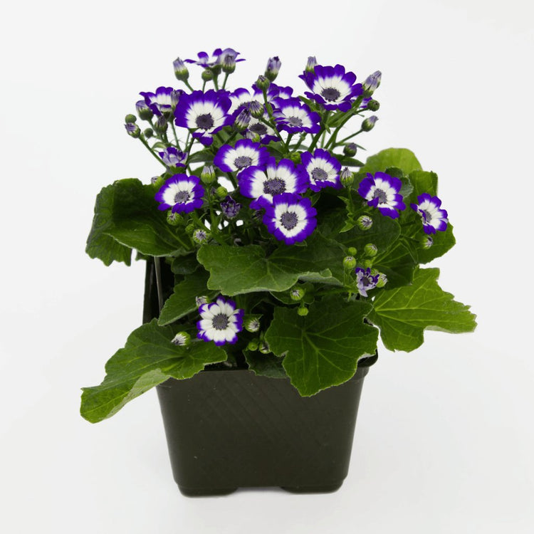 2" Potted Plants - Green Memento