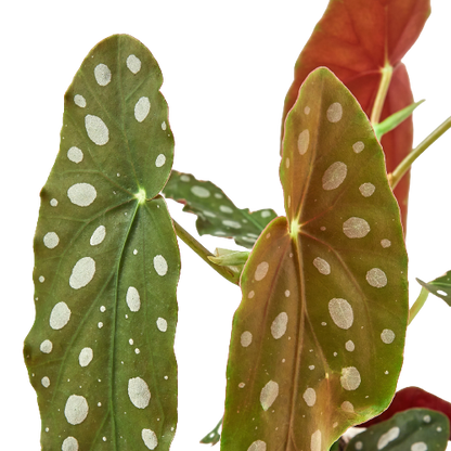Begonia - Polka Dot Green Memento