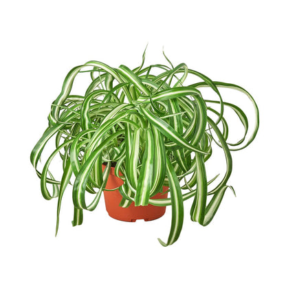 Reverse Spider Plant Green Memento