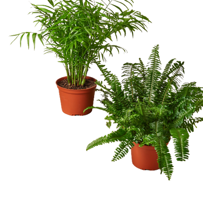 6" Pet-Friendly Premium Houseplant Subscription - Safe & Stylish Greenery for Your Furry Friends (Copy) Green Memento