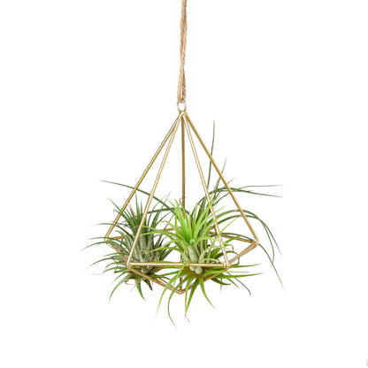 Brass Air Plant Display Hanger Green Memento