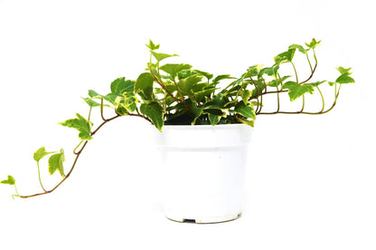 English Ivy - Eva + FREE Care Guide Green Memento