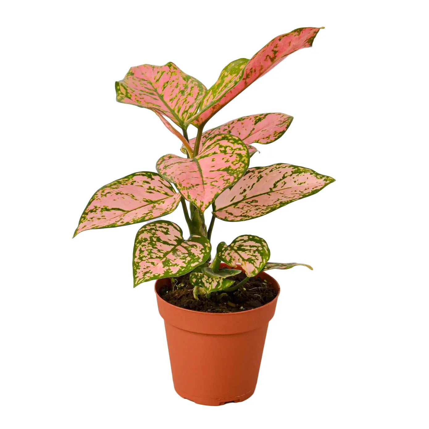Aglaonema Lady Valentine Plant - Perfect Gift for Elegant Home Decor Green Memento