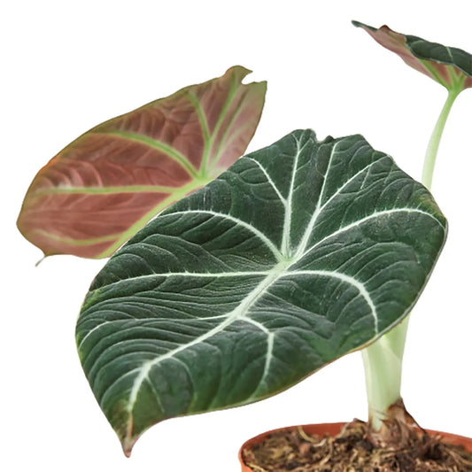 Alocasia Black Velvet - Exotic Velvet Leaf Plant for Lush Indoor Elegance Green Memento