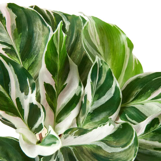 Calathea - Ivory Fusion: Striking White Blend for Elegant Indoor Decor Green Memento