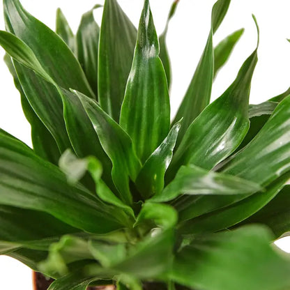 Dracaena Fragrans Janet Craig 3" - Compact Dragon Plant for Easy Indoor Elegance Green Memento