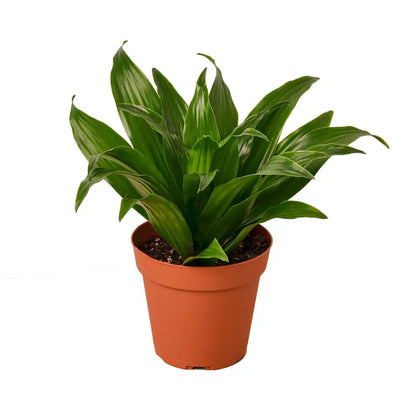 Low-Maintenance Janet Craig Dracaena Compacta Plant for Indoor Air Purification Green Memento