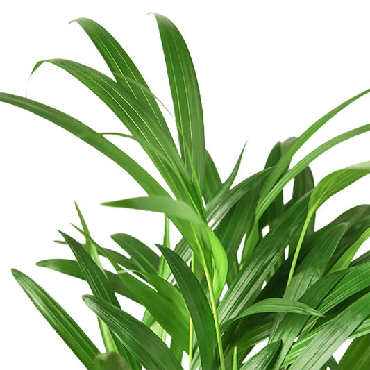Lush Areca Palm: Vibrant Butterfly Palm for Indoor Elegance - Areca Lutescens Green Memento