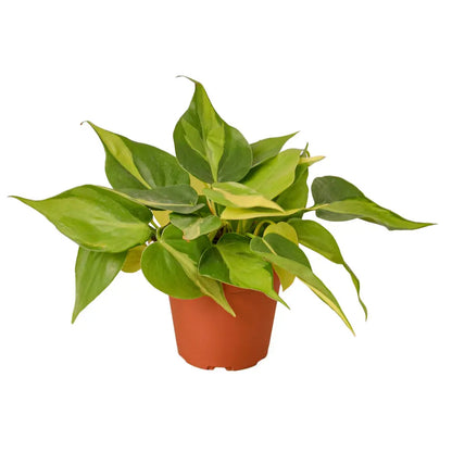 Lush Greenery: Easy-Care Philodendron Brasil Houseplant for Vibrant Indoor Spaces Green Memento