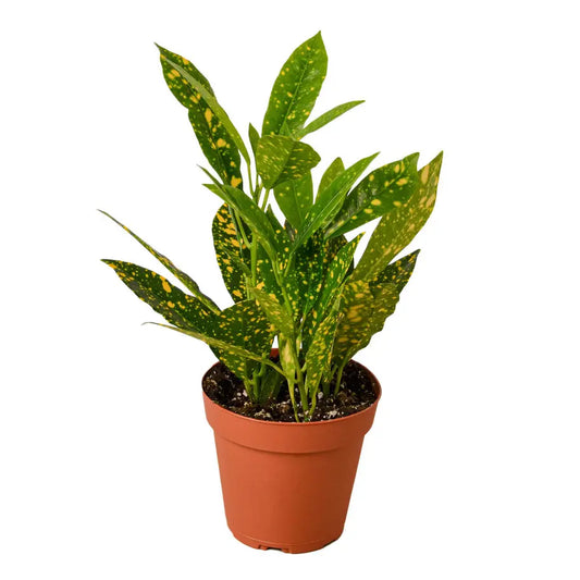 Vibrant Gold Dust Croton - Lush Golden Croton Plant for Stunning Indoor Decor Green Memento