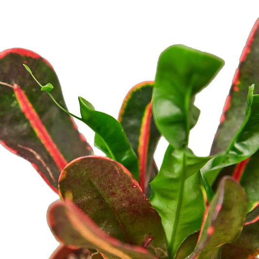 Vibrant Variegated Mammy Croton Plant - Perfect Indoor Croton for Colorful Décor Green Memento